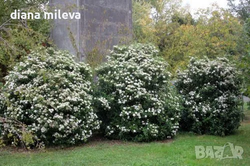 Вибурнум Тинус Ева Прайс, Viburnum Eva Price или още Калина !!!!!, снимка 3 - Градински цветя и растения - 55503563