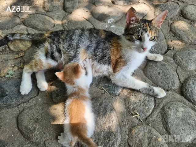 4 малки котенца, снимка 5 - Други - 55335479