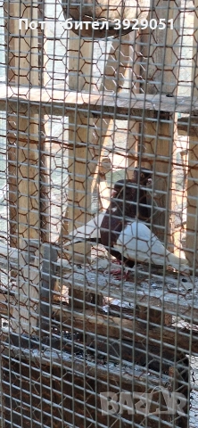 Продавам Архангели, снимка 3 - Гълъби - 54241623