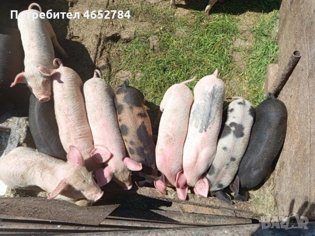 Malki prseta, снимка 3 - Прасета - 54593334