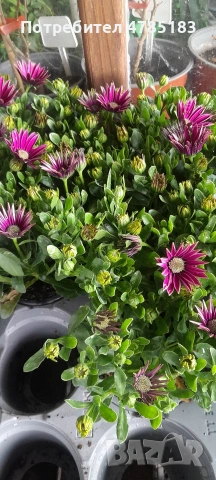 Остиуспермум Африканска Маргаритка , снимка 3 - Градински цветя и растения - 54062027