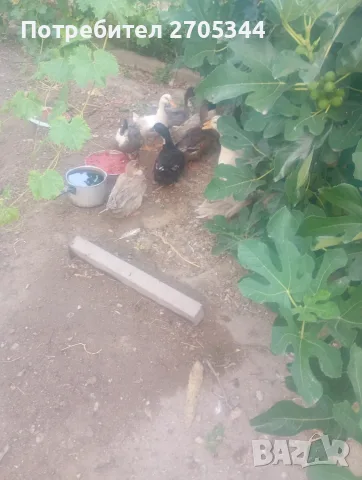Патици намират се до Пазарджик