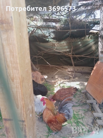 Продавам японско петле