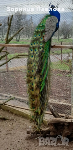 Продавам малки индийски пауни., снимка 2 - други­ - 51717256