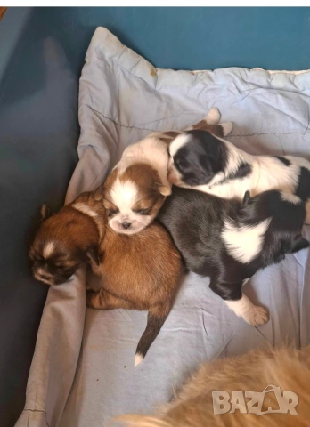 малки бебета Ши тцу , снимка 2 - Ши Тцу - 54096124