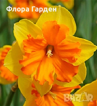 Луковици НАРЦИС - Предварителни поръчки, снимка 17 - Сортови семена и луковици - 46827345
