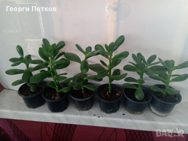 Красула - Дърво на живота., снимка 4 - Стайни растения - 54447699