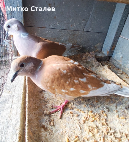 Клетка за скумрутки ( гълъби ), снимка 2 - Гълъби - 54046256