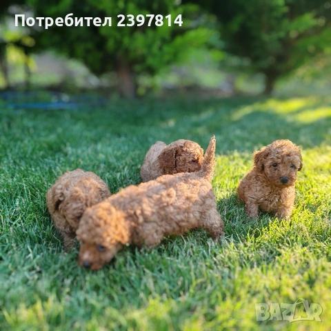 Пудел  Той/Мини, снимка 9 - Пудели - 55138246