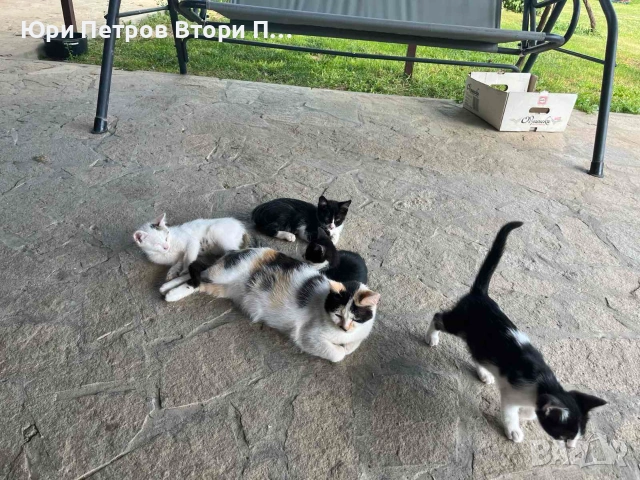 Подарявам малки игриви котенца, снимка 5 - Други - 54996193