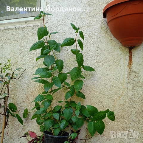 фуксия обичка два цвята големи растения каскадна , снимка 6 - Стайни растения - 54729421
