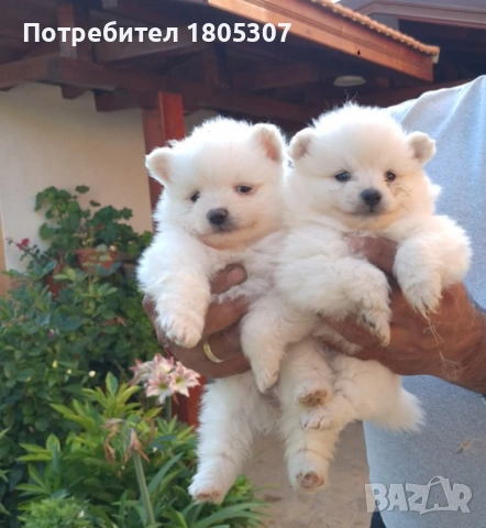продавам померани 