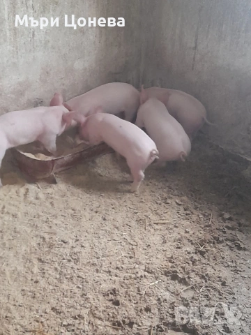 малки прасенца , снимка 2 - Прасета - 53968193