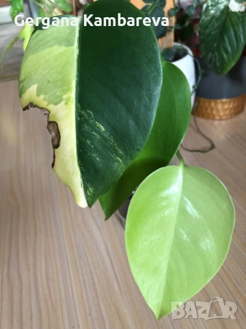 Monstera Marmorata Tricolor , снимка 2 - Стайни растения - 54668505