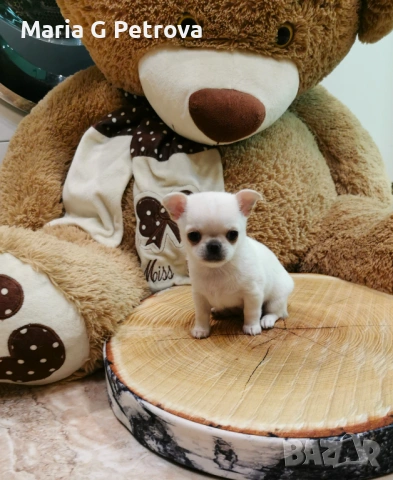 Мъжко чихуахуа