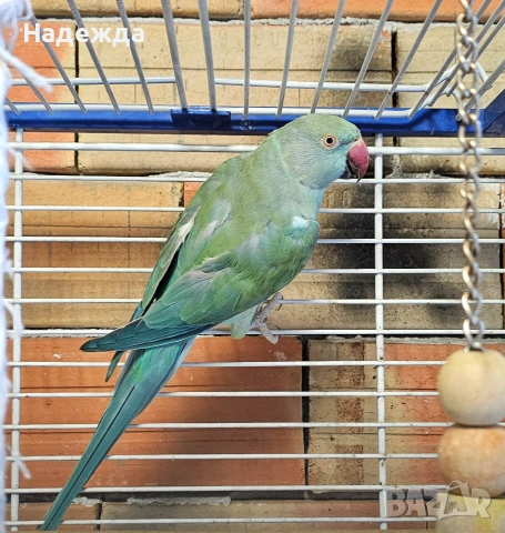 Малък Александър , снимка 6 - Папагали - 55007879