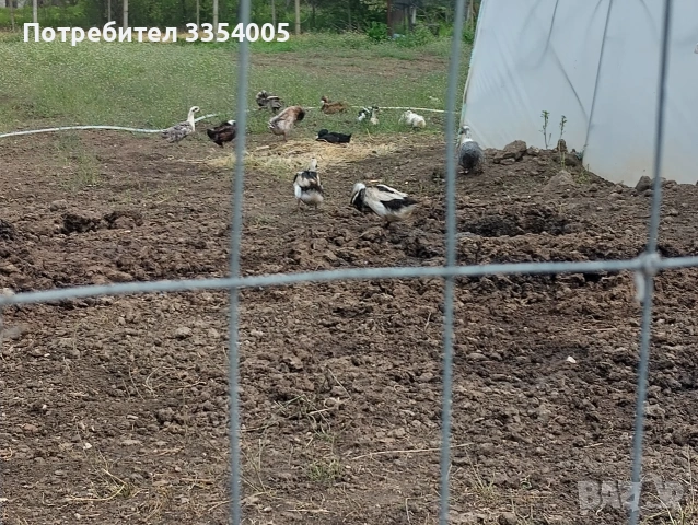 Продавам патици, кокошки носачки , снимка 3 - Патици и гъски - 54408735