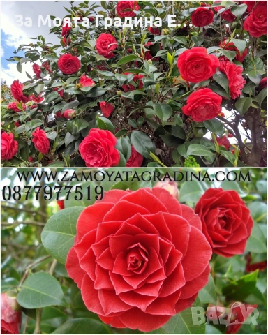 Камелия - Червена , снимка 2 - Градински цветя и растения - 54020690