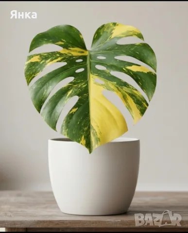 Monstera Yellow Marilyn Variegata, снимка 2 - Стайни растения - 55322821