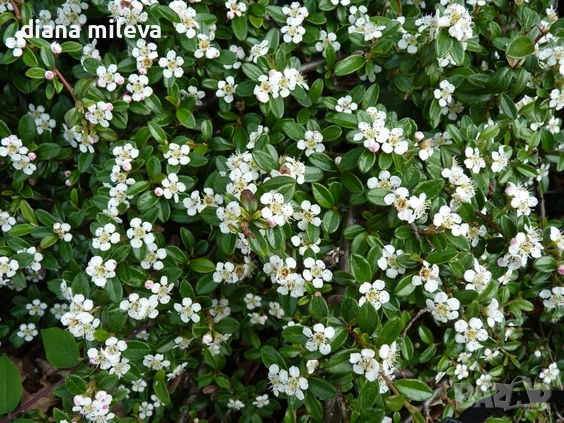Котонеастър Дамери Мажор, Cotoneaster Dammeri Major, снимка 6 - Градински цветя и растения - 55283660