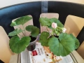 Сортово Мушкато 2.50 € и 3 €/бр - 4 сорта , снимка 5