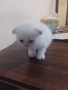 продавам шотландски клепоухи котета мъжки, снимка 8