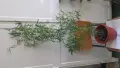 Аспарагус фалкатус, голям горски аспарагус, Asparagus falcatus, снимка 1