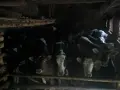 Телета Копривщица , снимка 1