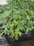 Разсад домати,краставици,пипер, снимка 1
