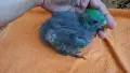 Ръчно хранени папагали Еклектус , снимка 4