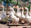 Продавам гъски Линда, снимка 8