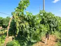 Продавам висококачествено винено грозде – сорт МЕРЛО, снимка 2