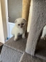 Шотландски късокосмести котенца, снимка 1
