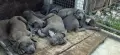 Amerikan bully Xl Американско були хл, снимка 5
