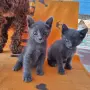 Сиво руско коте (момиче), снимка 1
