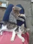 Женски котета търсят дом, снимка 13