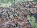 Продавам чистокръвни кози френски алпин  , снимка 1