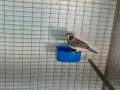 зеброви амадини , снимка 5