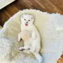 🐾 Продавам чистокръвни британски шиншила котенца 🐾  , снимка 3