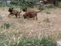 Белгийски овчарки, малиноа , снимка 3