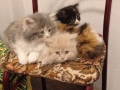 Персийски котенца , снимка 4