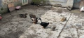 Грачещи юрдеци, снимка 1