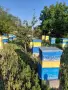 Продавам пчелни семейства , снимка 2