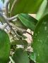 Hoya Хоя Parasitica Gps 206, снимка 5