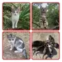 Подаряват се малки котета, снимка 1