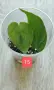 Филодендрон- Philodendron Hederaceum Variegata, снимка 15
