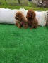 Мини пудел, снимка 3
