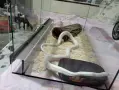 царевичен смок - pantherophis guttatus , снимка 2