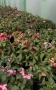 🩷🌿💜 Impatiens walleriana 'Raffael Star Mix' (Циганче / Импатиенс), снимка 5
