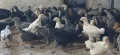 Пилета селски има и гащати. , снимка 2